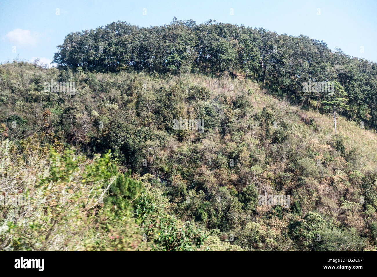 Delicate variazioni di colorazione della vegetazione a macchia su una collina nella campagna montuosa vicino a San Cristobal de las Casas Foto Stock