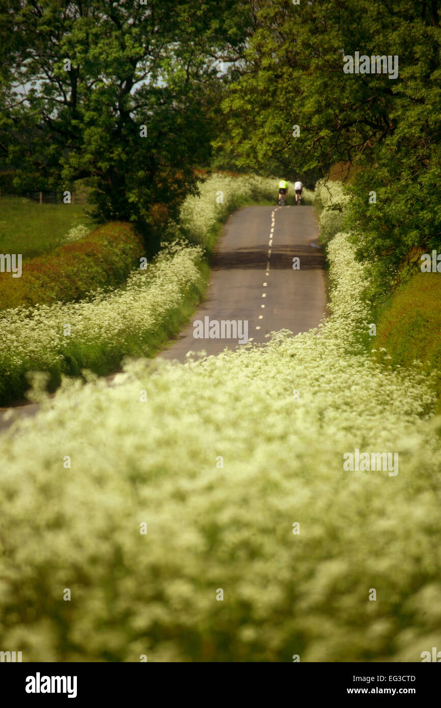 I ciclisti su Northumberland Road Foto Stock