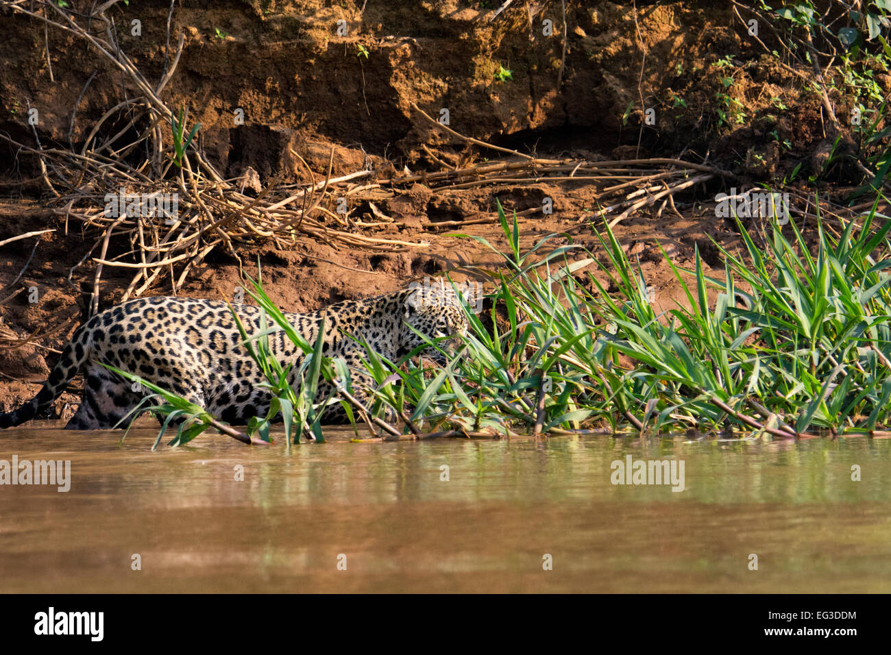 Profilo di una Jaguar, Panthera onca, caccia lungo un fiume nel Pantanal, Mato Grosso, Brasile, Sud America Foto Stock