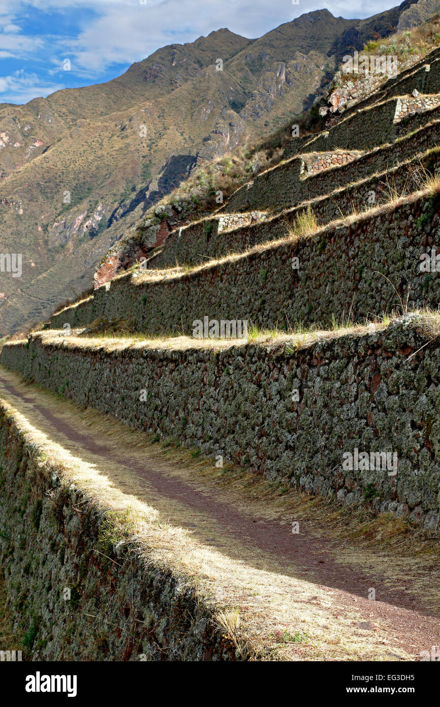 Terrazzamenti agricoli, Pisac rovine Inca, Pisac, Cusco, Perù Foto Stock