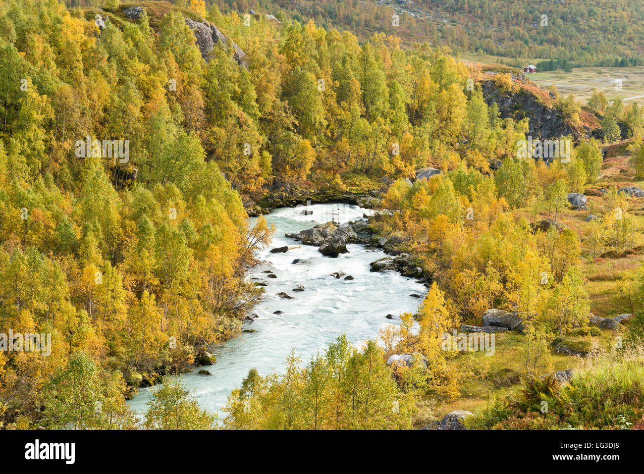 Austerdalen, valley sagomata dal ghiacciaio Austerdalsbre, lingua di Jostedalsbre, collezione autunno, betulle, estate indiana Foto Stock
