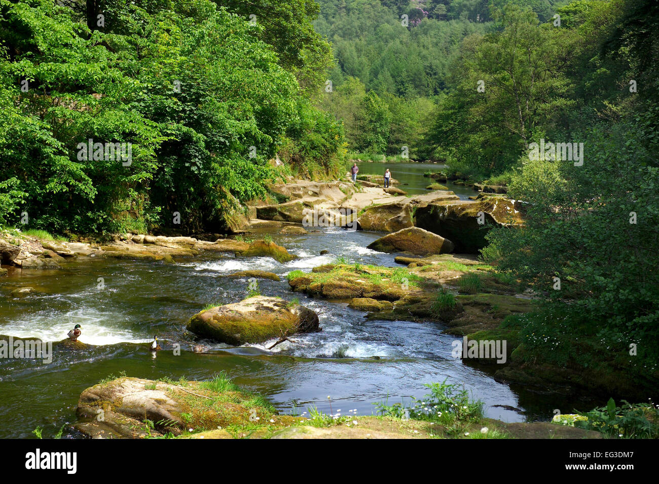 Fiume Coquet vicino a Rothbury Foto Stock