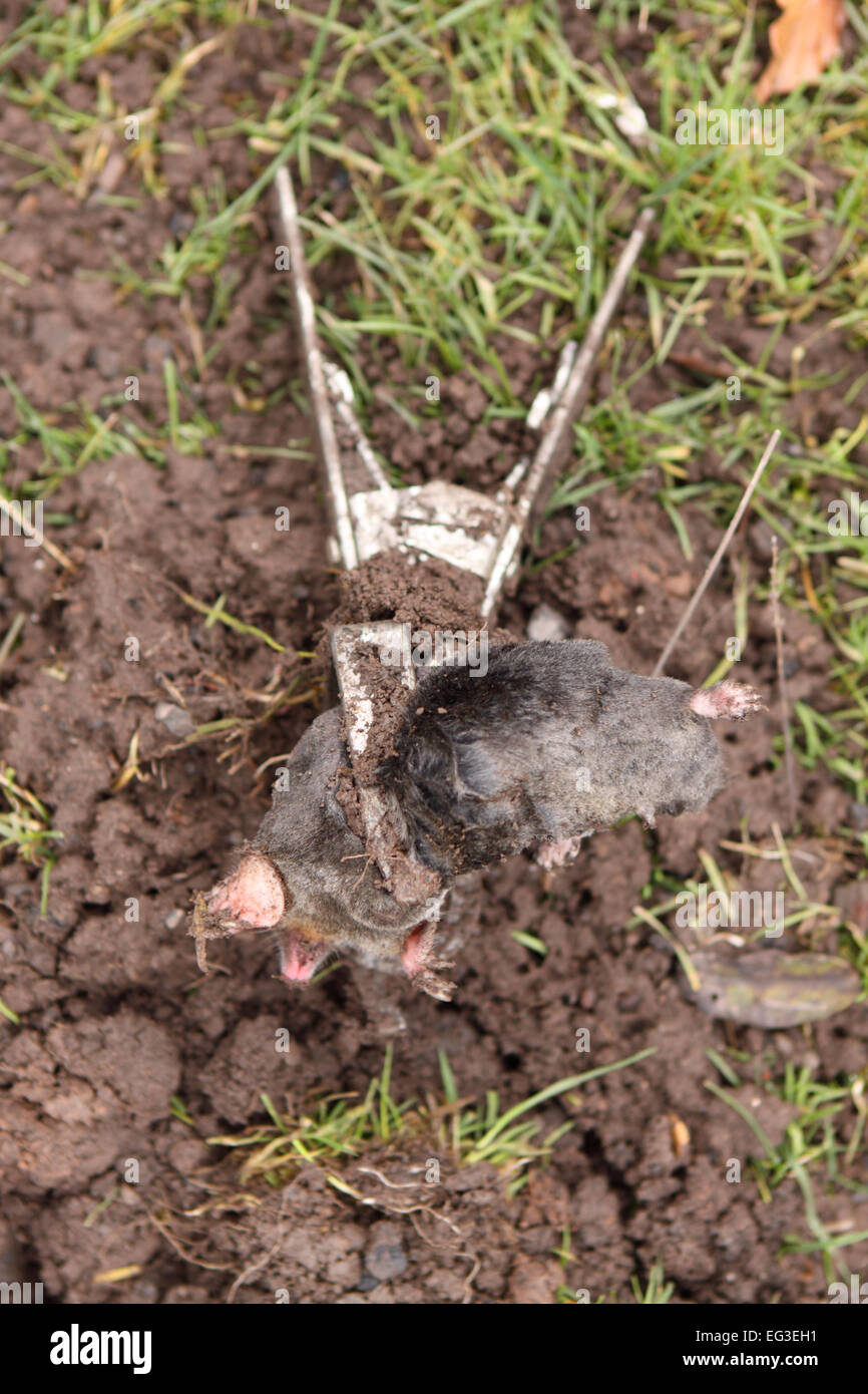 Mole morto catturati in una trappola di mole che era stato collocato nel suo tunnel sotterraneo in un giardino in Herefordshire UK Foto Stock