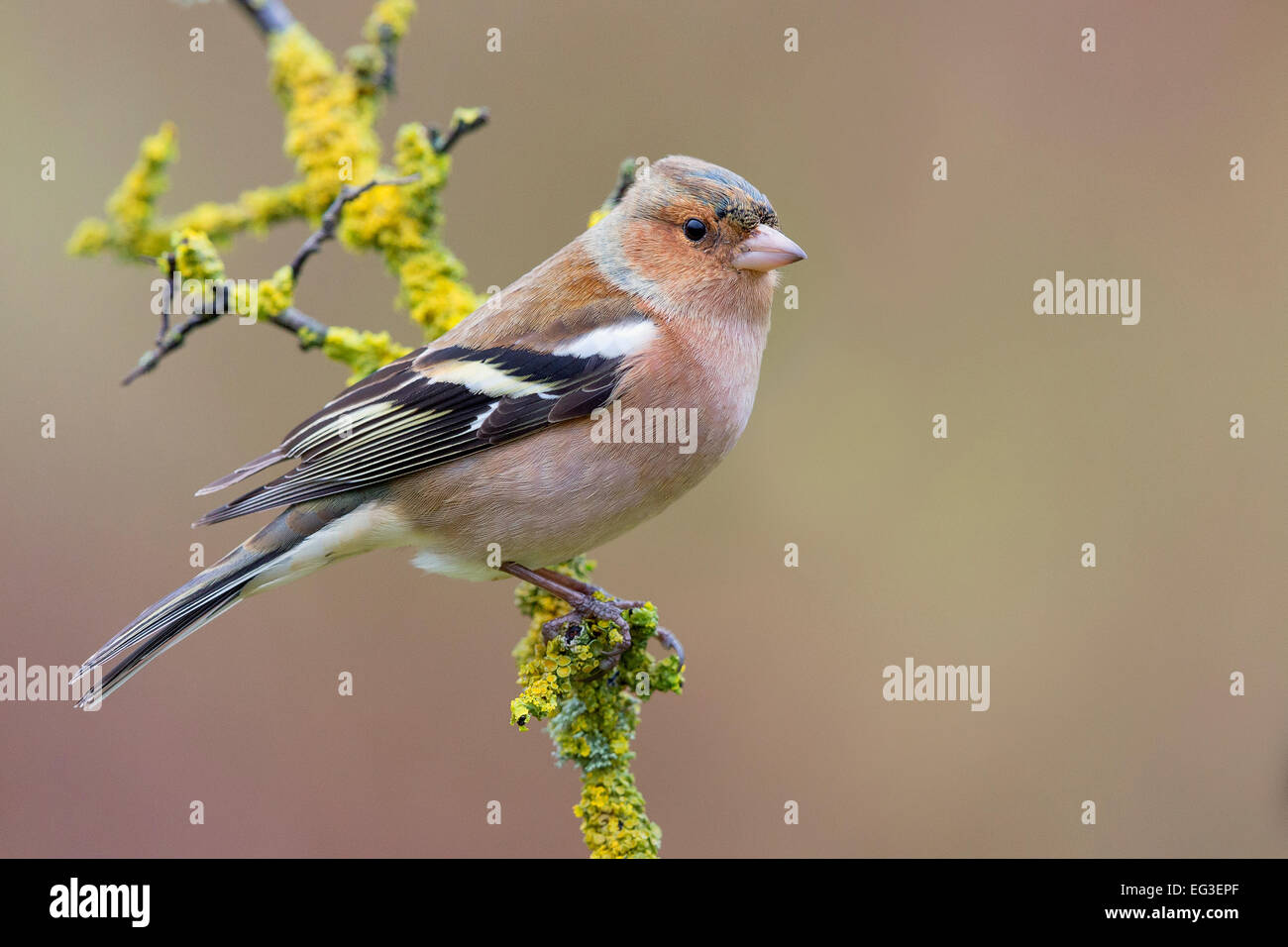 Maschio di fringuello Foto Stock