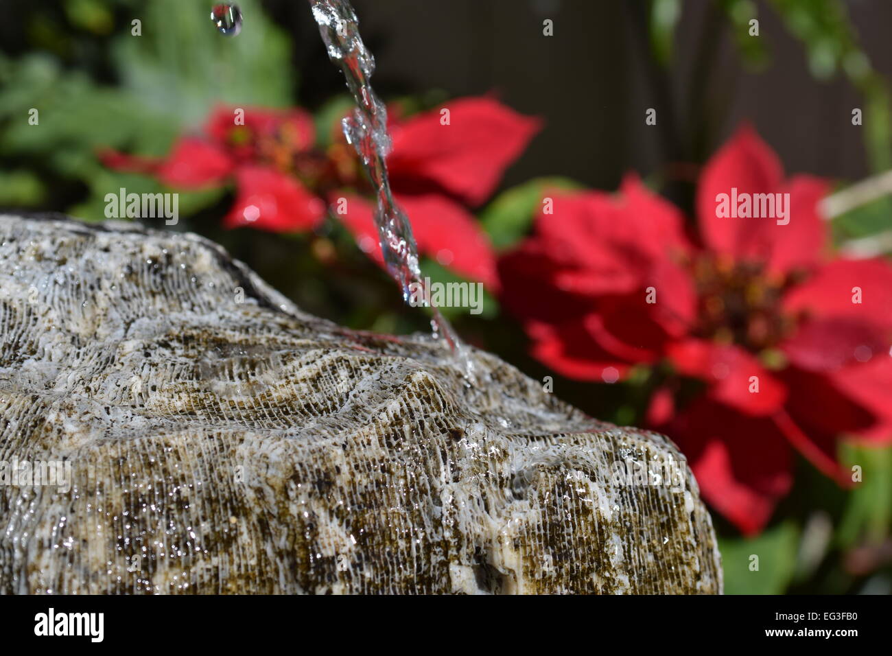 Gocciolamento di acqua su una pietra corallina poinsettias con fiori in background Foto Stock