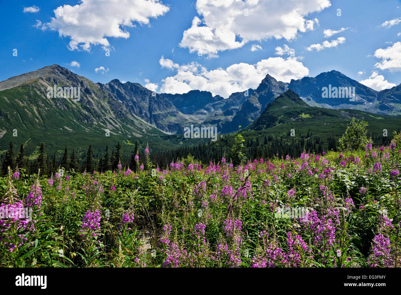 Una bellissima valle polacco monti Tatra Foto Stock