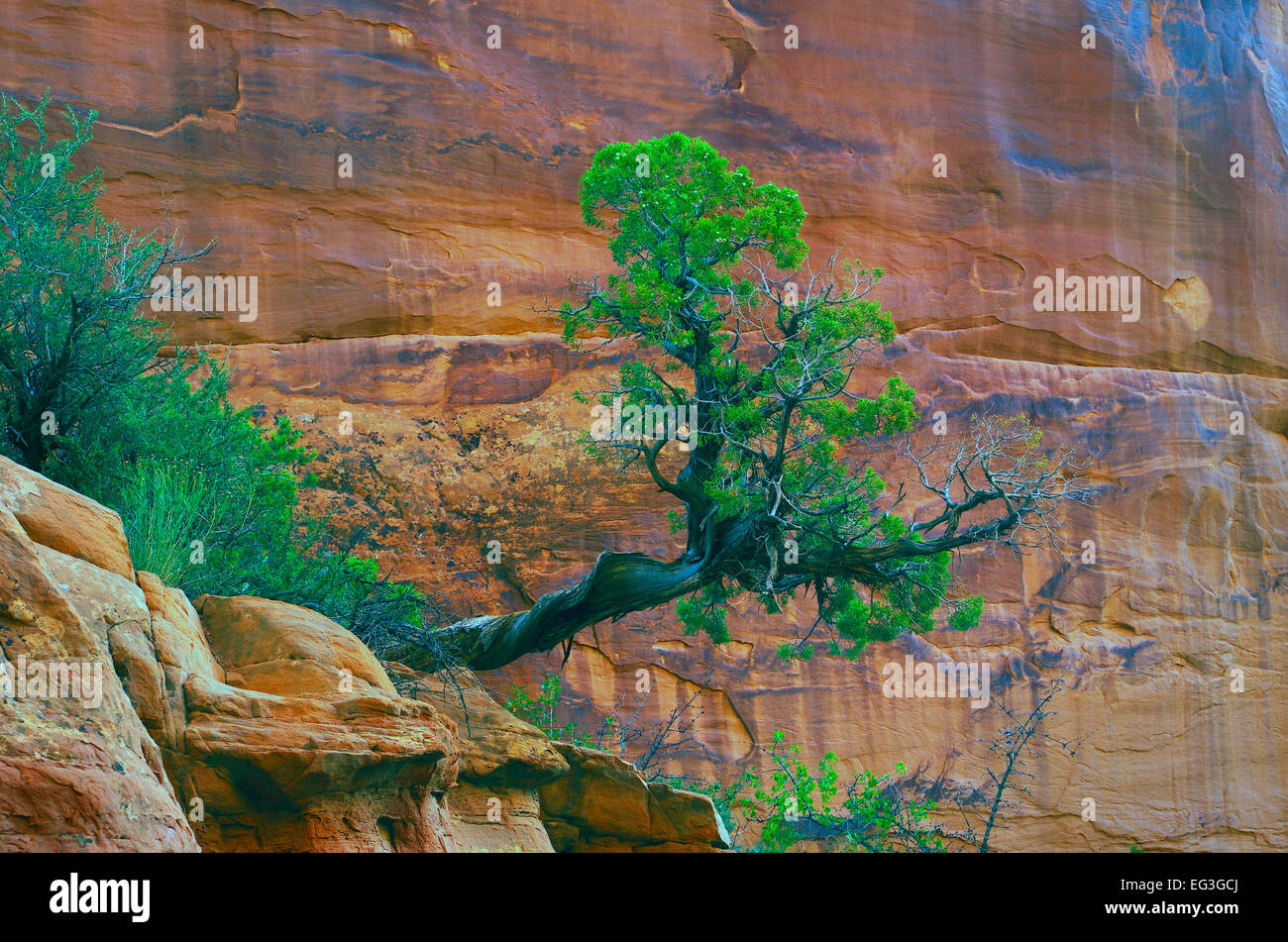 Utah juniper crescendo quasi lateralmente nel Parco Nazionale di Arches, Utah, Stati Uniti Foto Stock