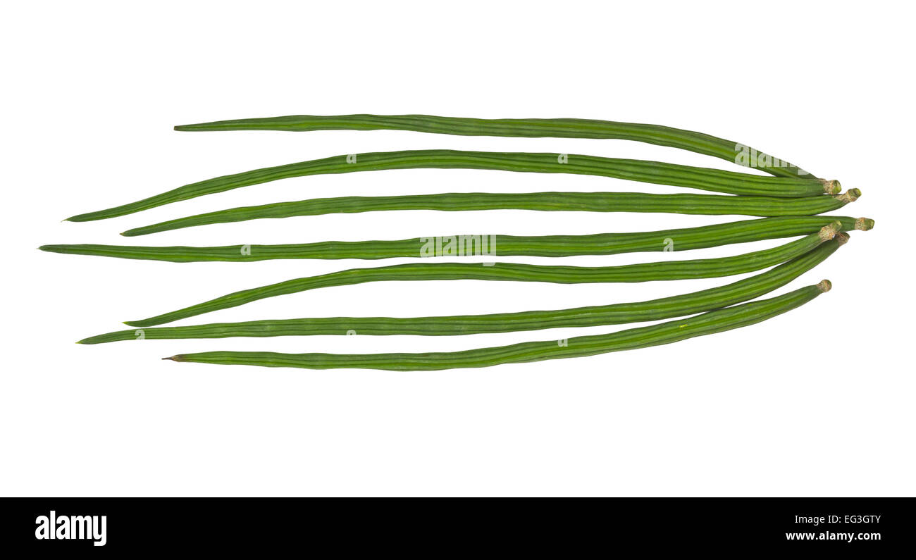 Moringa Oleifera Lam noto come Rafano, alberi isolati su sfondo bianco e il tracciato di ritaglio Foto Stock