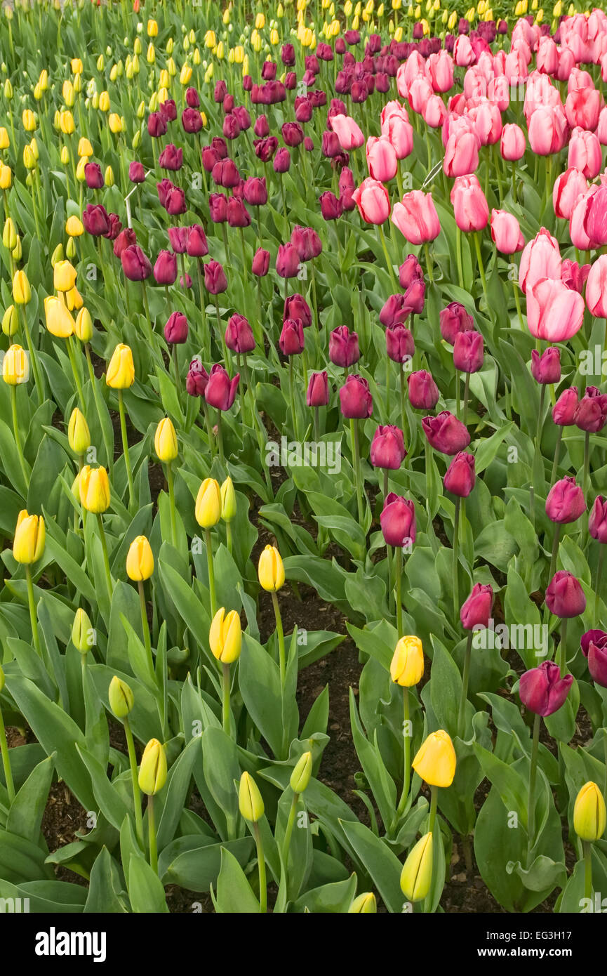 Giallo, viola e rosa tulipani in righe curve a Roozengaarde in Mount Vernon, Washington, Stati Uniti d'America Foto Stock