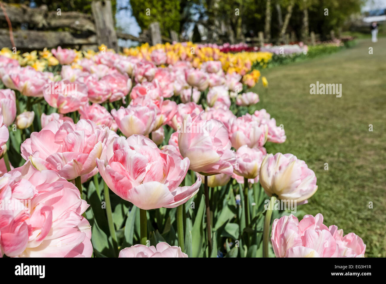 Tulip garden a Roozengaarde in Mount Vernon, Washington, Stati Uniti d'America Foto Stock