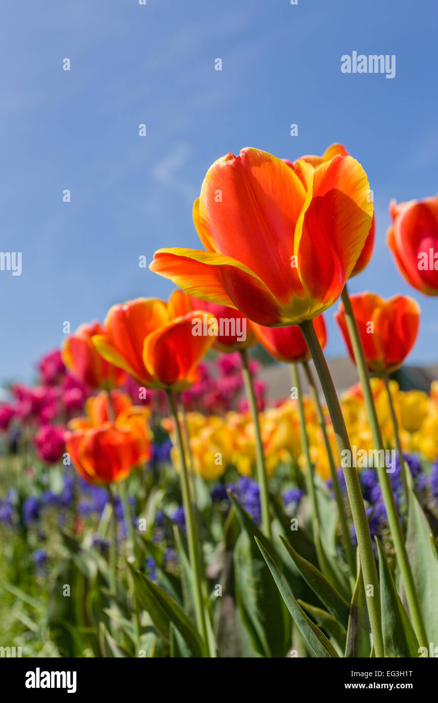 Tulip garden a Roozengaarde in Mount Vernon, Washington, Stati Uniti d'America Foto Stock