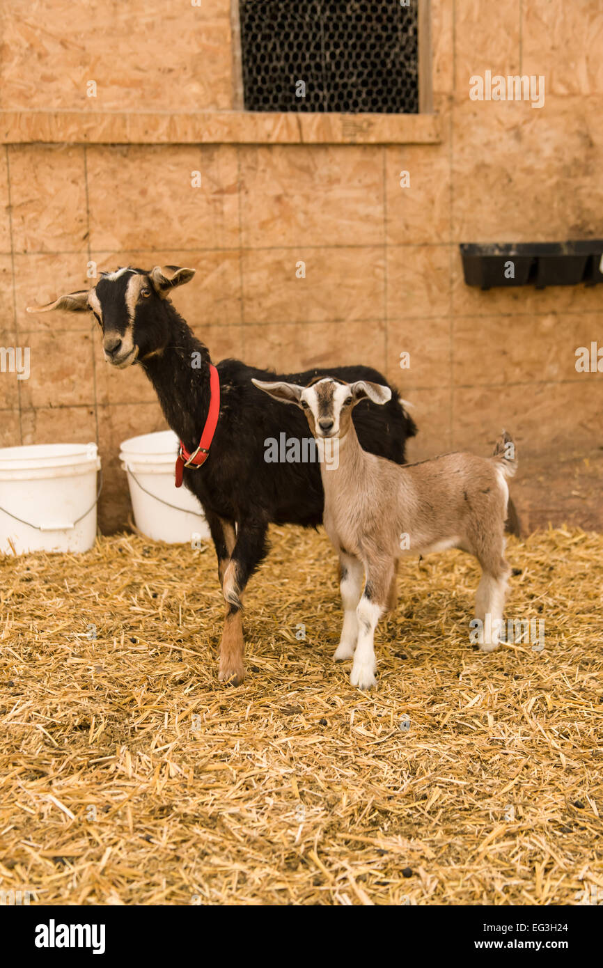 Madre di capra di caseificio e il suo bambino al cane maso di montagna, Garofano, Washington, Stati Uniti d'America Foto Stock
