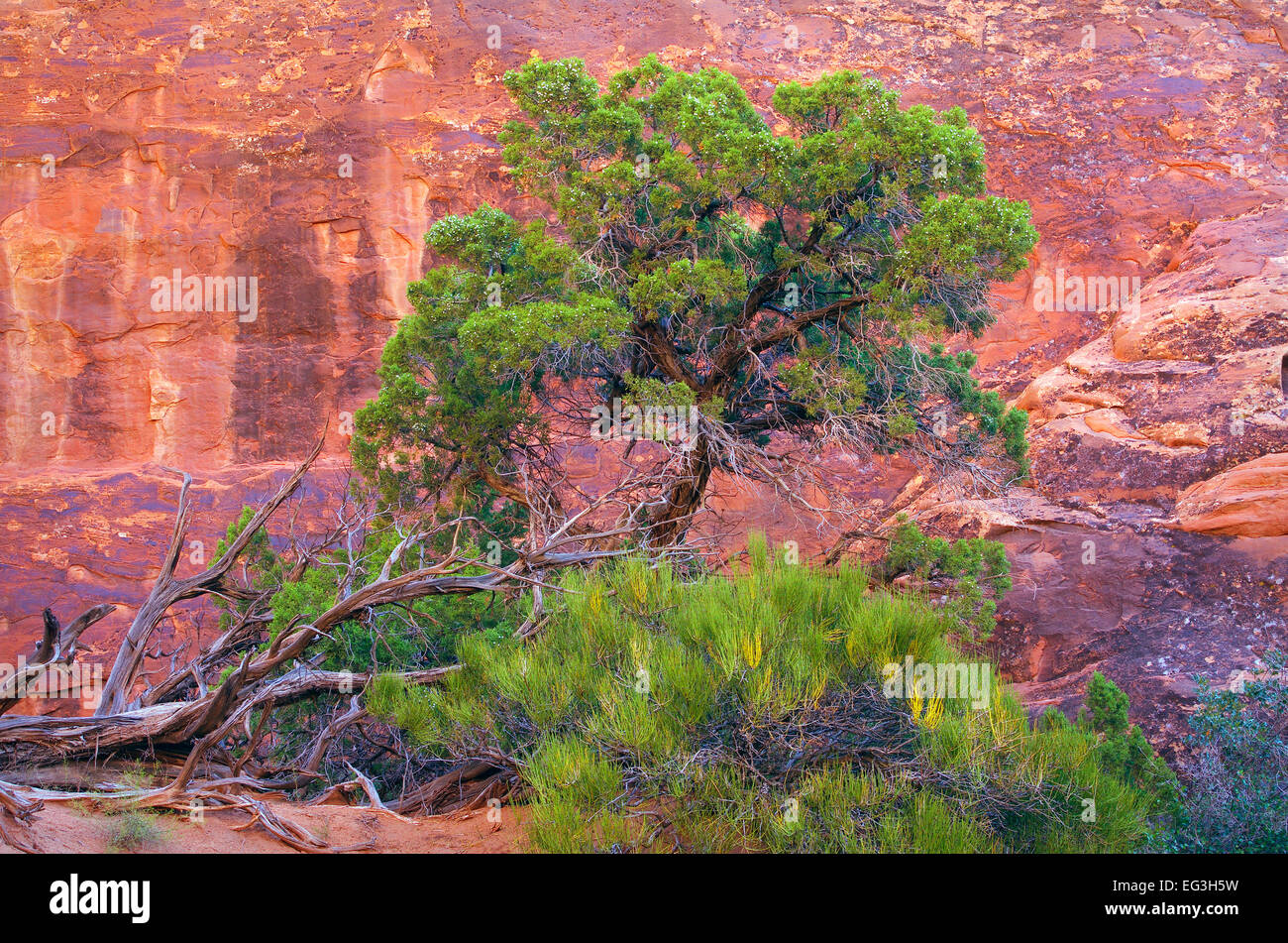Utah juniper contro arancio-rosso sfondo rock, Arches National Park nello Utah. Foto Stock