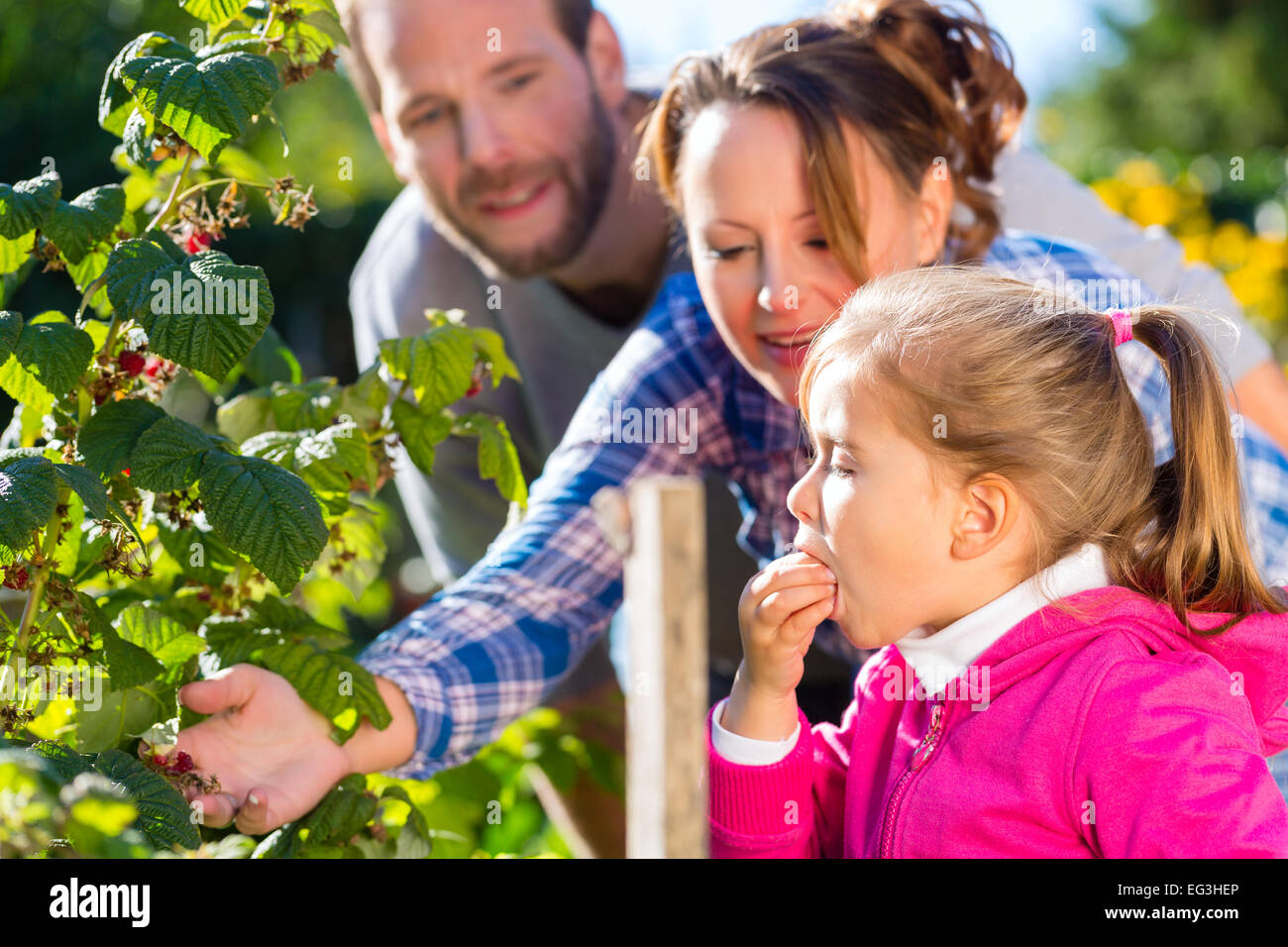 Famiglia con madre, padre e figlia di bacche di prelievo da blackberry bush nel giardino Foto Stock