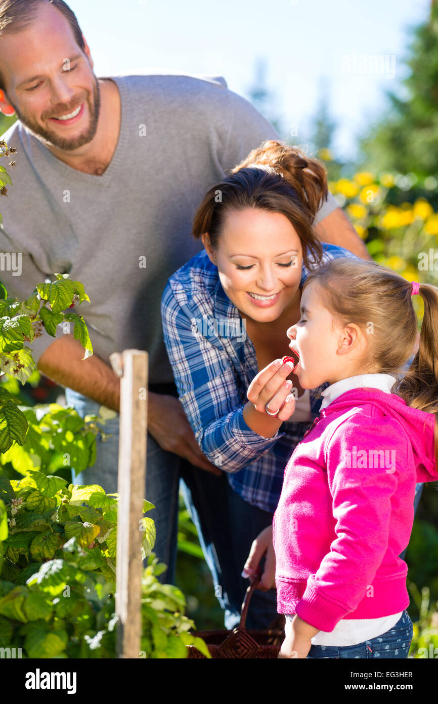 Famiglia con madre, padre e figlia di bacche di prelievo da blackberry bush nel giardino Foto Stock