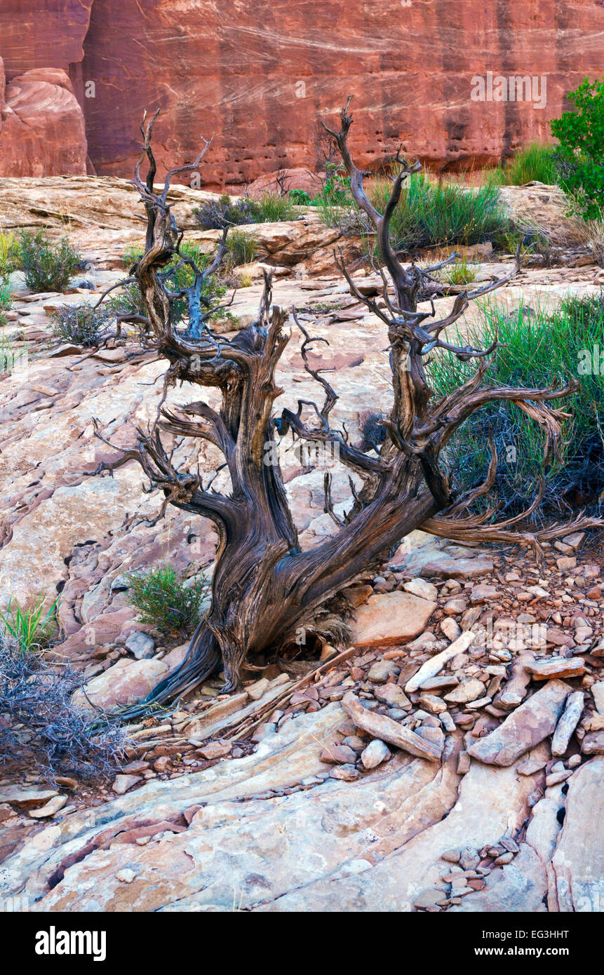 Dead Utah juniper in Arches National Park nello Utah. Foto Stock