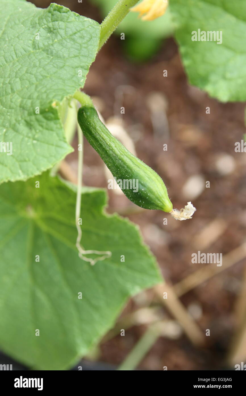 Giovani cetriolo, cucumis satavis, Foto Stock