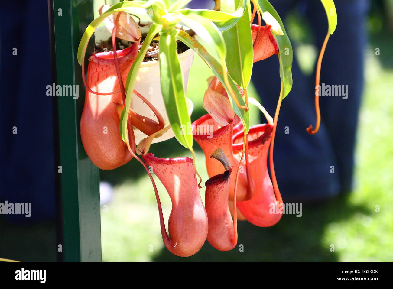 Pianta brocca, Nepenthes Foto Stock