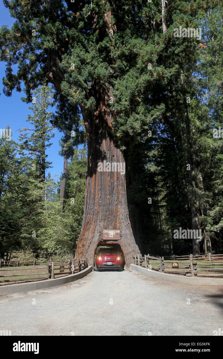 Una unità di veicolo attraverso il lampadario di albero in leggett, california, Stati Uniti Foto Stock