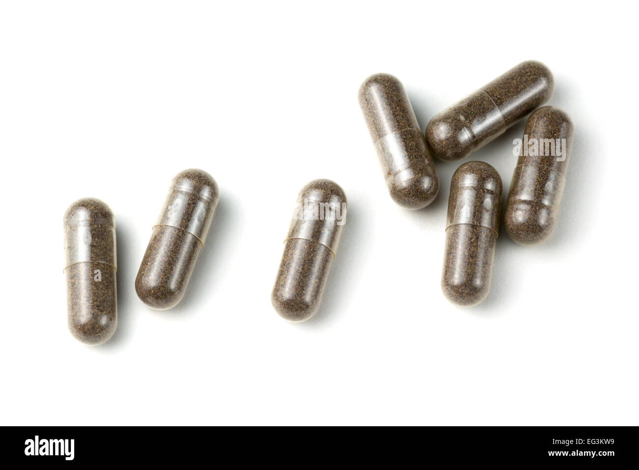 Le capsule di bacche di sambuco (Sambucus nigra) Foto Stock