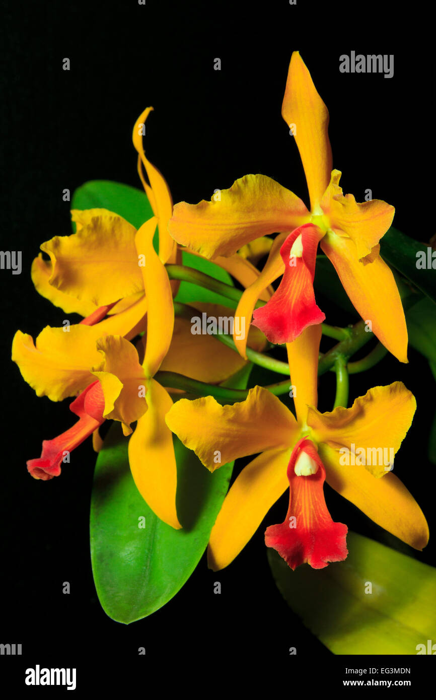 Cattleya orchid ibrido (Cattlianthe Gold Digger x Rlc sogno esotici) Foto Stock