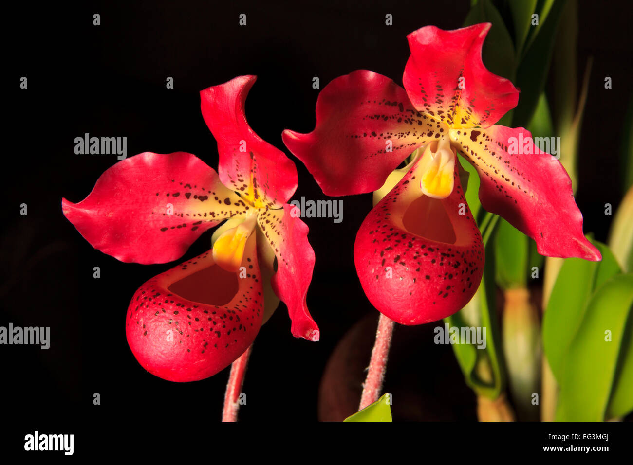 Red lady pantofola orchidee sul display. Foto Stock