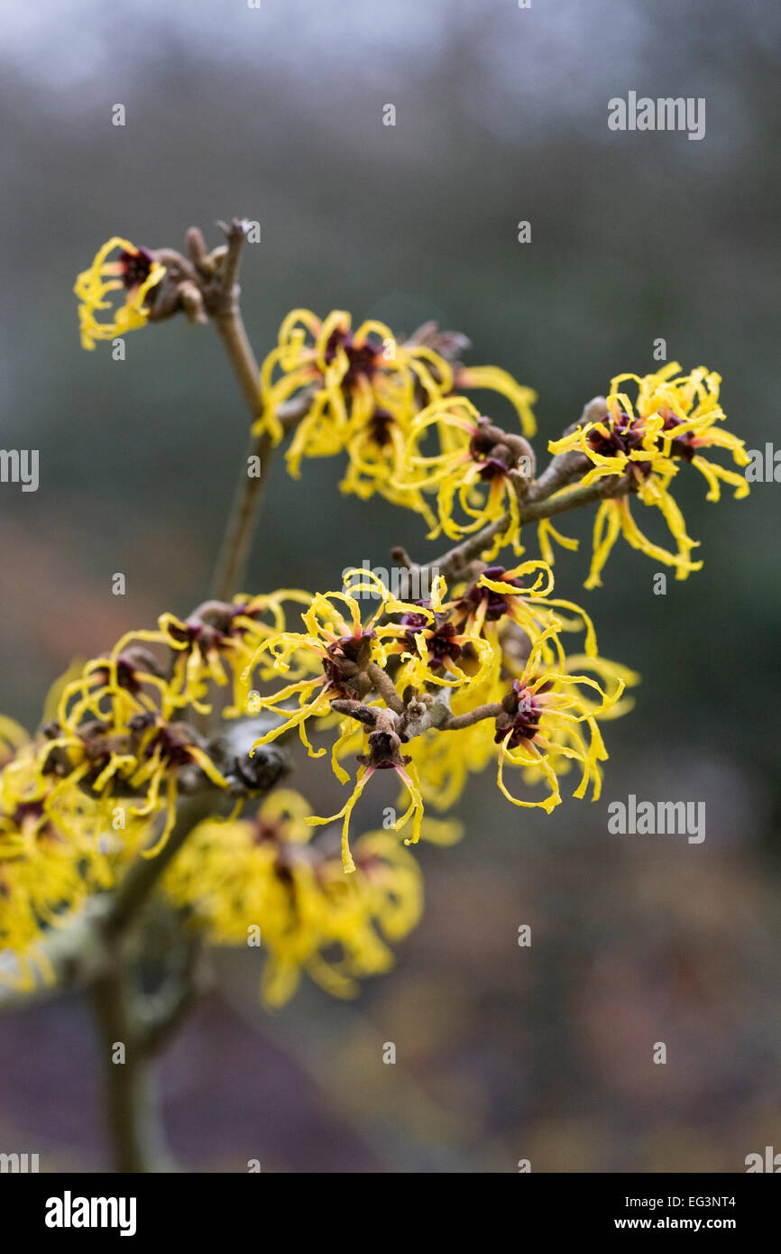 Hamamelis mollis 'Nymans'. Amamelide fiori. Foto Stock