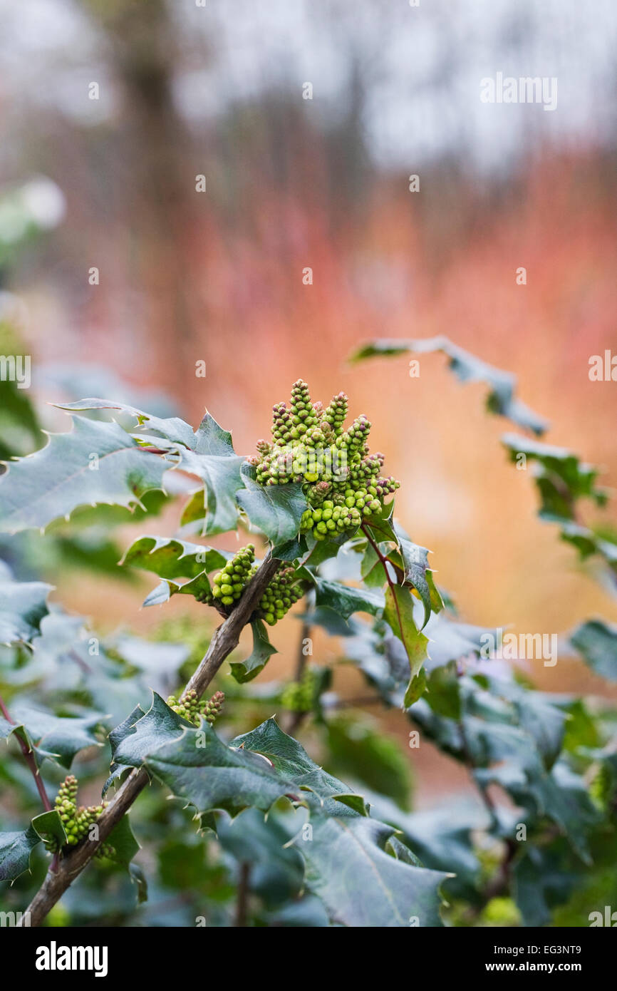 Mahonia x wagneri 'Pinnacle'. Uva di Oregon "Pinnacle'. Foto Stock