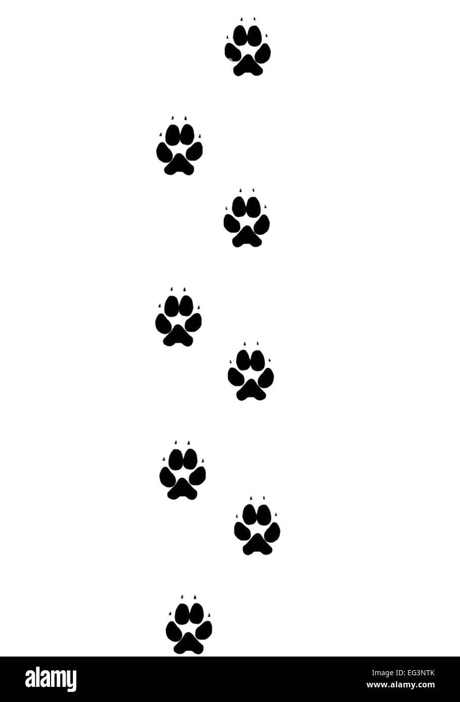 Pawprints nero su sfondo bianco Foto Stock