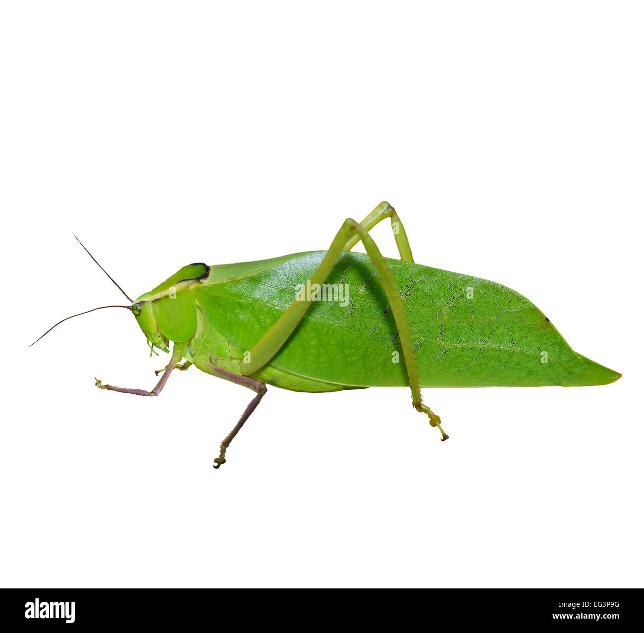 Leaf Bug isolati su sfondo bianco Foto Stock