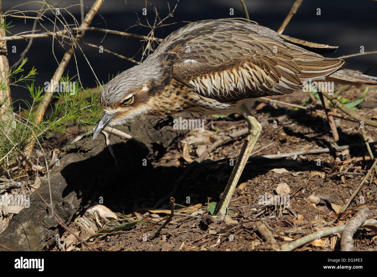 Una boccola di pietra (curlew Burhinus grallarius), chiamato anche bush thick-ginocchio, è mimetizzato tra arbusti e figliata di foglia in Qld. Foto Stock