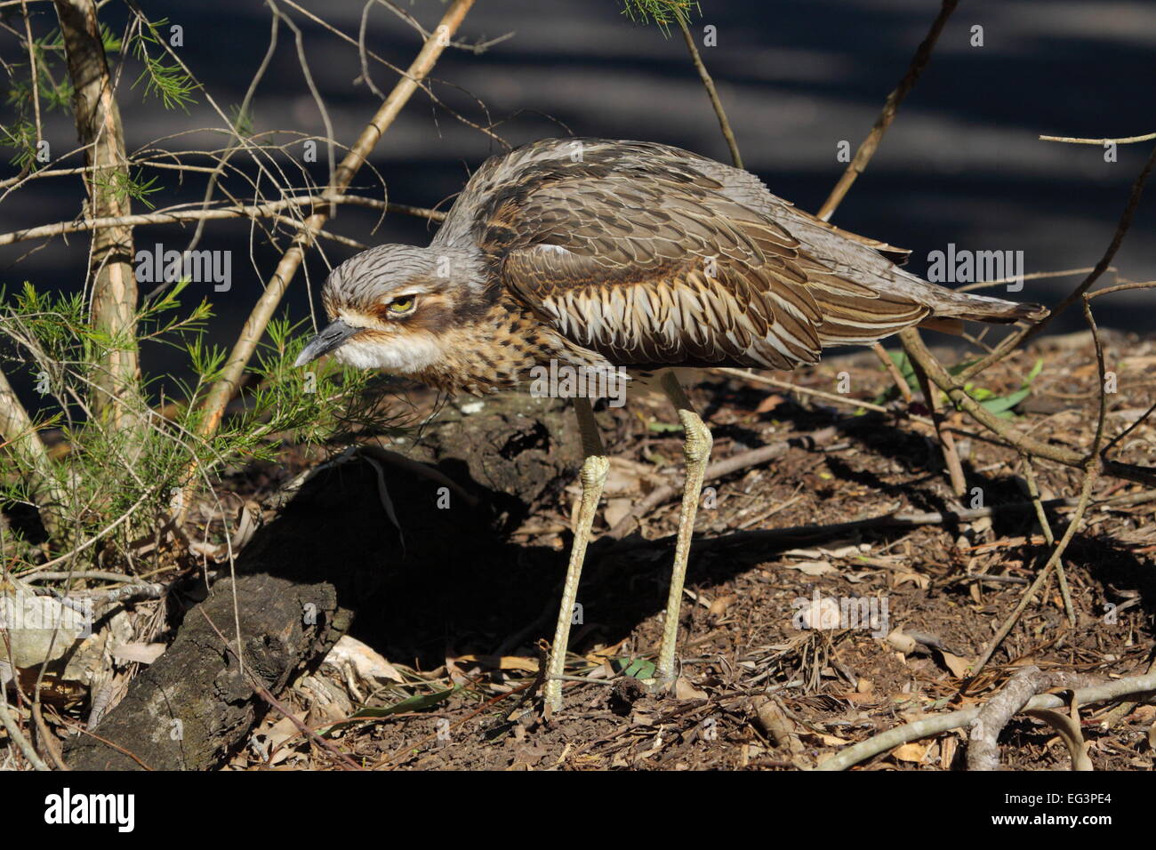 Una boccola di pietra (curlew Burhinus grallarius), chiamato anche bush thick-ginocchio, è mimetizzato tra arbusti e figliata di foglia in Qld. Foto Stock