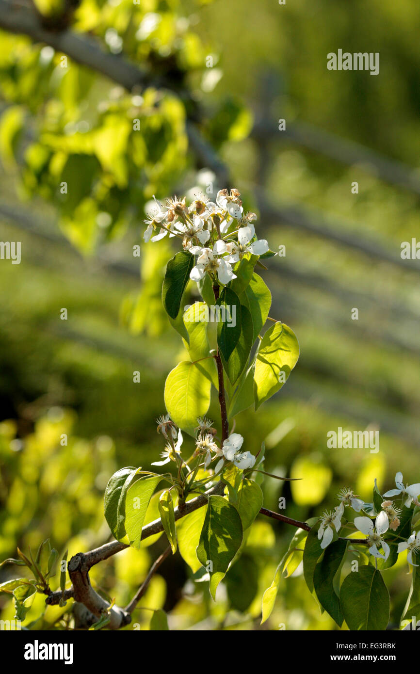 Fiori di Apple in un commerciale apple orchard in Chelan, Washington. Foto Stock
