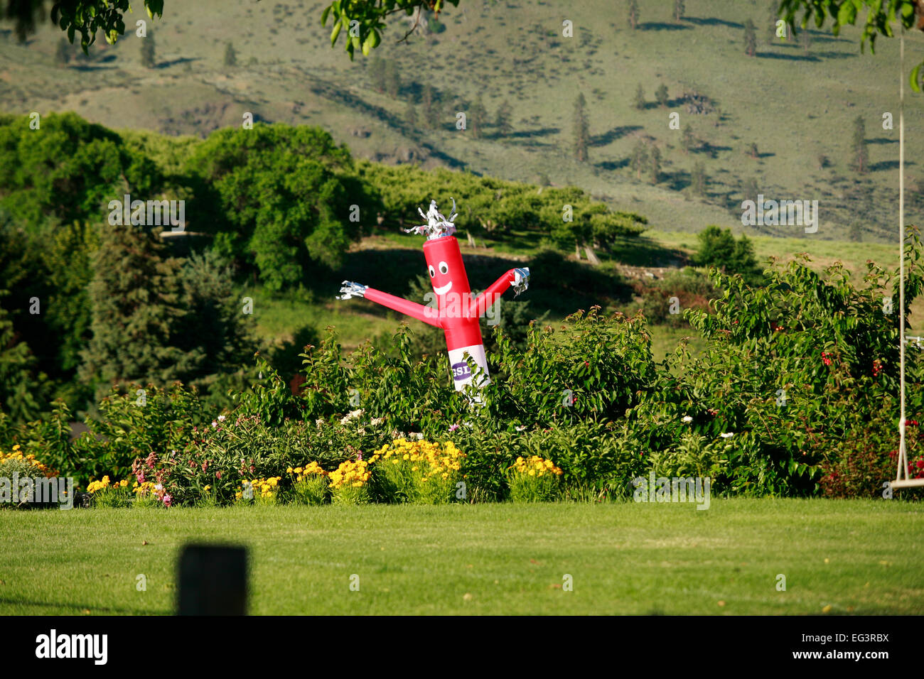 Condotto aria scarecrows vengono utilizzati con qualche successo per tenere fuori gli uccelli dei frutteti di ciliegi in Chelan, Washington Foto Stock