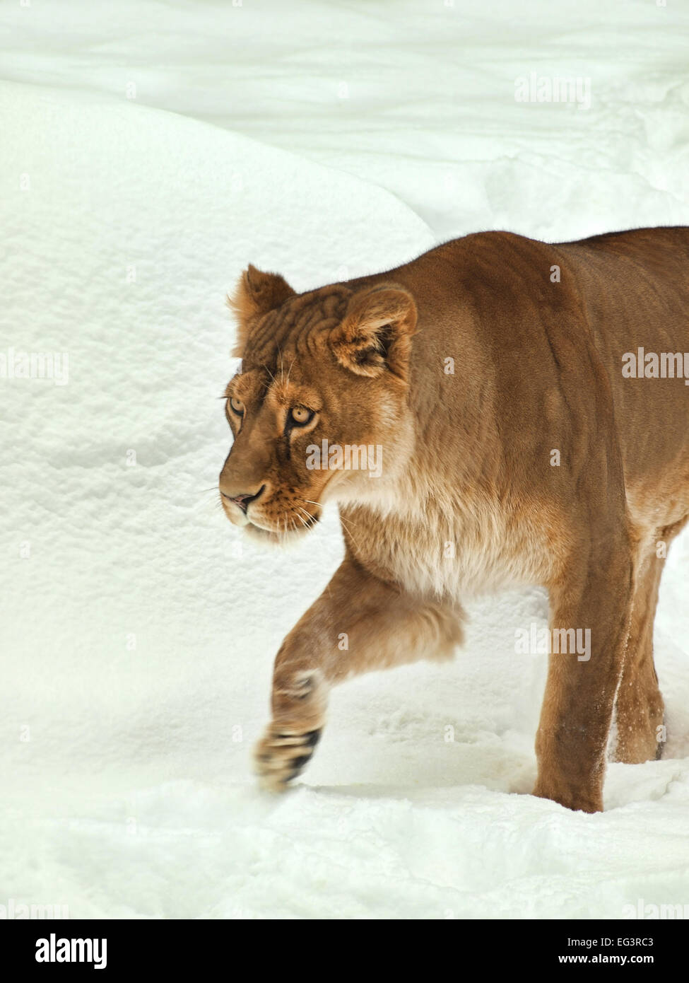 Femmina di leone africano nella neve Foto Stock