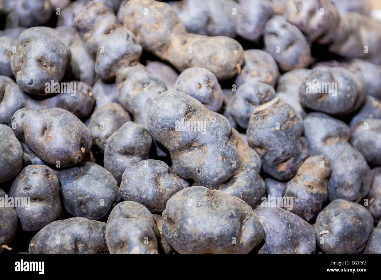 Cumulo di patate viola, close up con fuori della messa a fuoco lo sfondo Foto Stock