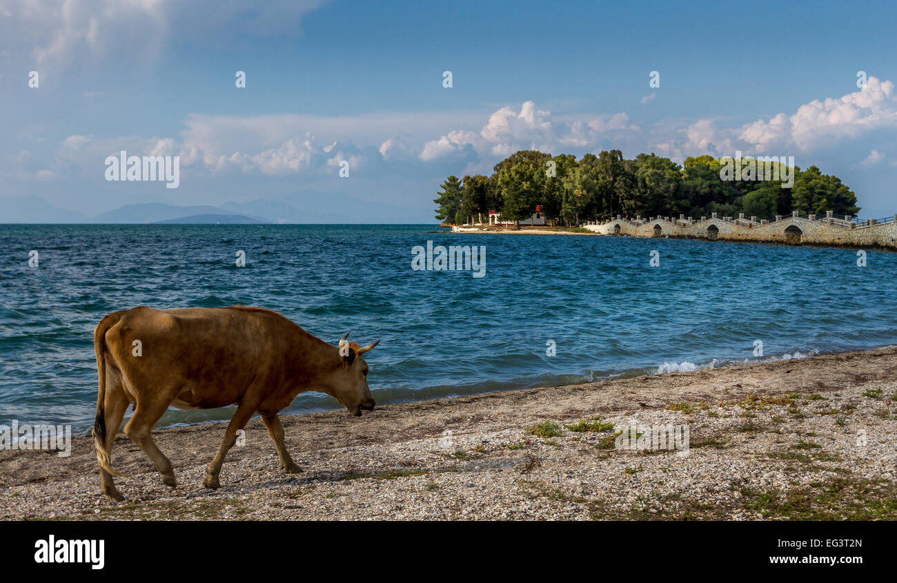 Vacca indolently a piedi dal mare, Foto Stock