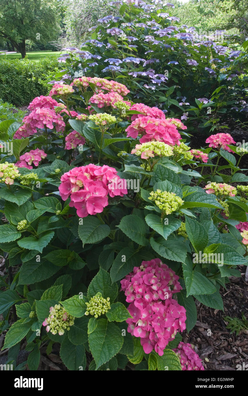 Hydrangea macrophylla 'Piamina' in primo piano e Hydrangea serrata "Bluebird' in background Foto Stock