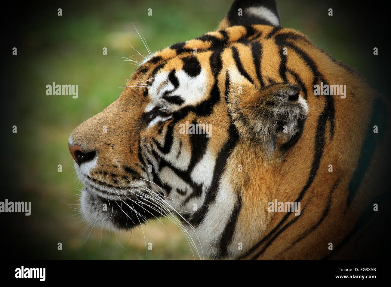 Primo piano di una bella testa di Tiger Foto Stock