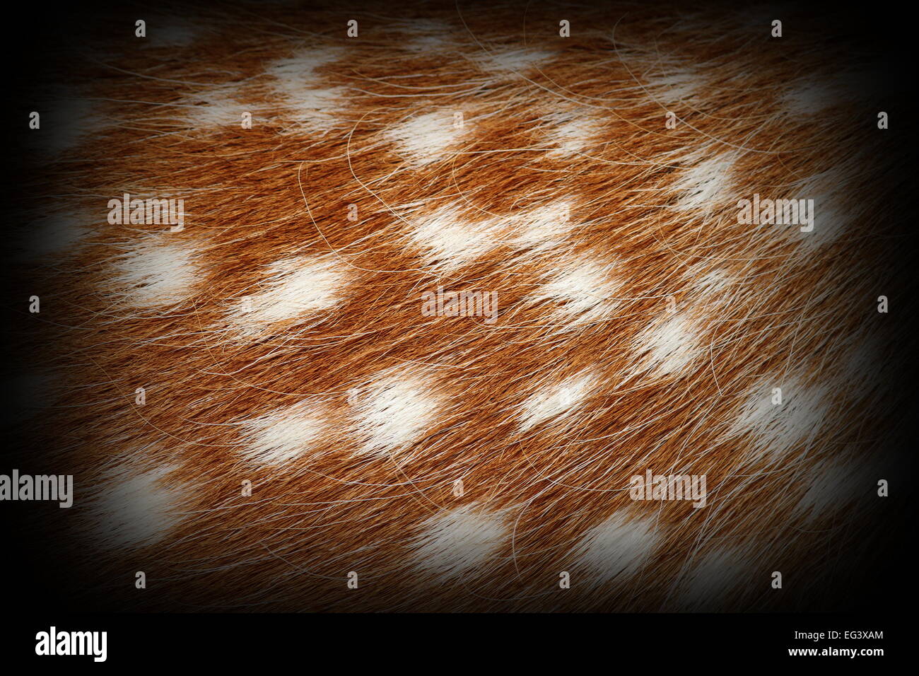 Daini spotted fur, closeup dettagliato con vignette Foto Stock