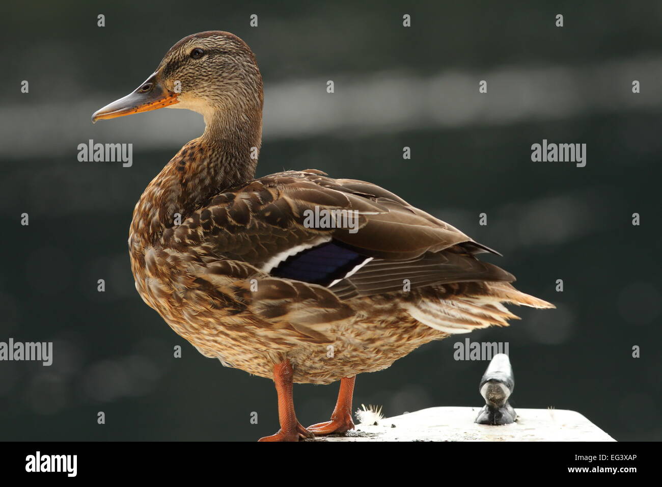 Femmina Mallard duck ( Anas platyrhynchos ) in piedi su una barca Foto Stock