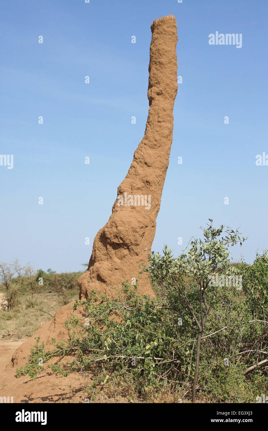 Termite nido nel sud dell Etiopia, Africa Foto Stock