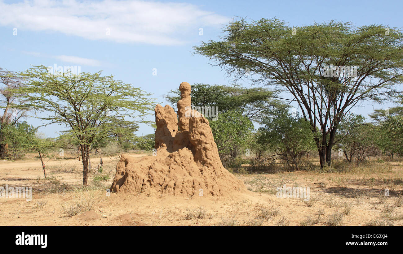 Termite nido nel sud dell Etiopia, Africa Foto Stock