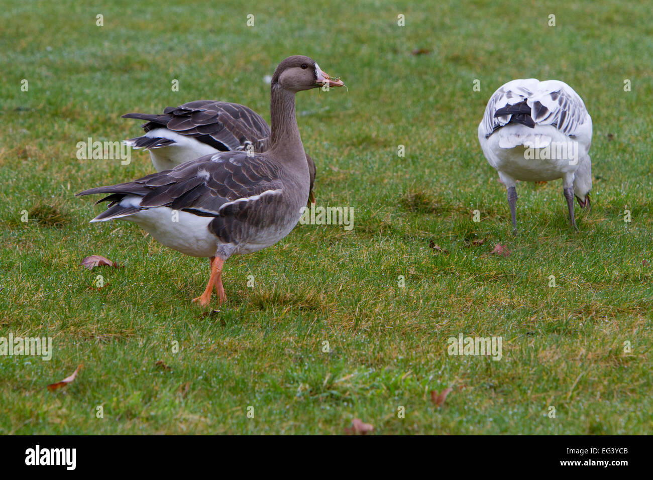 Maggiore bianco-fronteggiata oche (Anser albifrons) con Snow Goose (Chen caerulescens) primo ciclo bird, a Parksville, BC, Canada Foto Stock