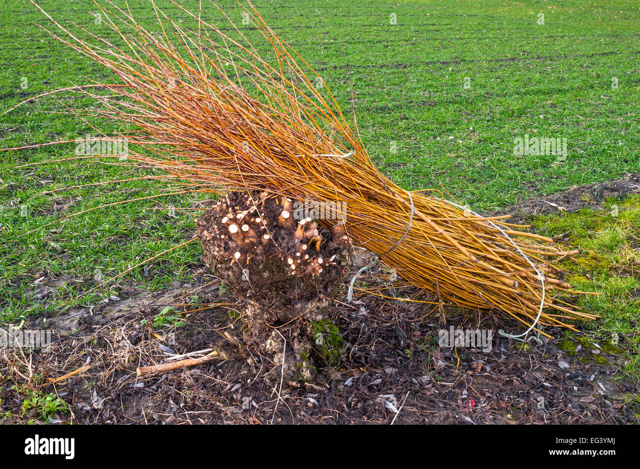 Bundle di vimini rami tagliati per giardino o cestello facendo - Francia. Foto Stock