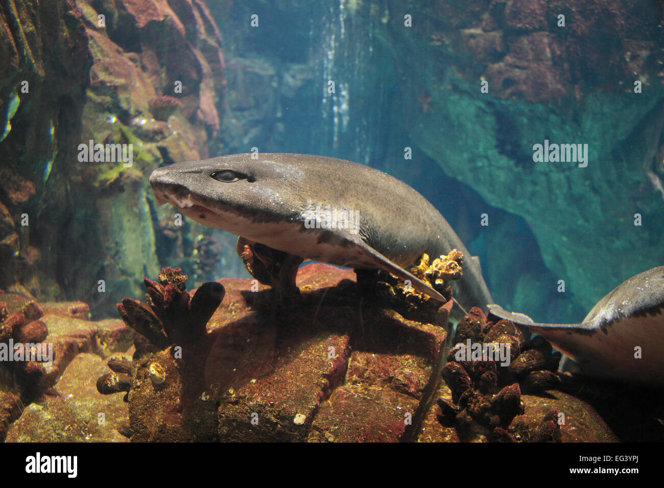 Minor Gattuccio o gattucci (?) nell'Oceanário de Lisboa (Lisbon Oceanarium) a Lisbona, Portogallo. Foto Stock