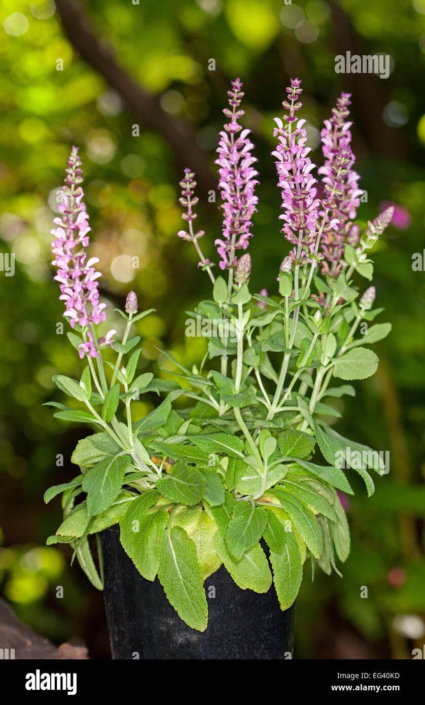 La Salvia nemarosa 'Sallyrosa' cultivar di rosa / picchi di malva di Fiori & Foglie di colore verde chiaro, contro sfondo verde scuro Foto Stock