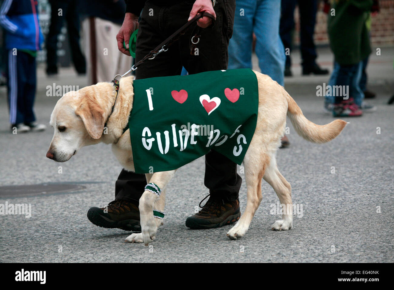 Un cane guida passeggiate in una relazione annua di San Paddys parata del giorno in Chelan, Washington, Stati Uniti d'America Foto Stock