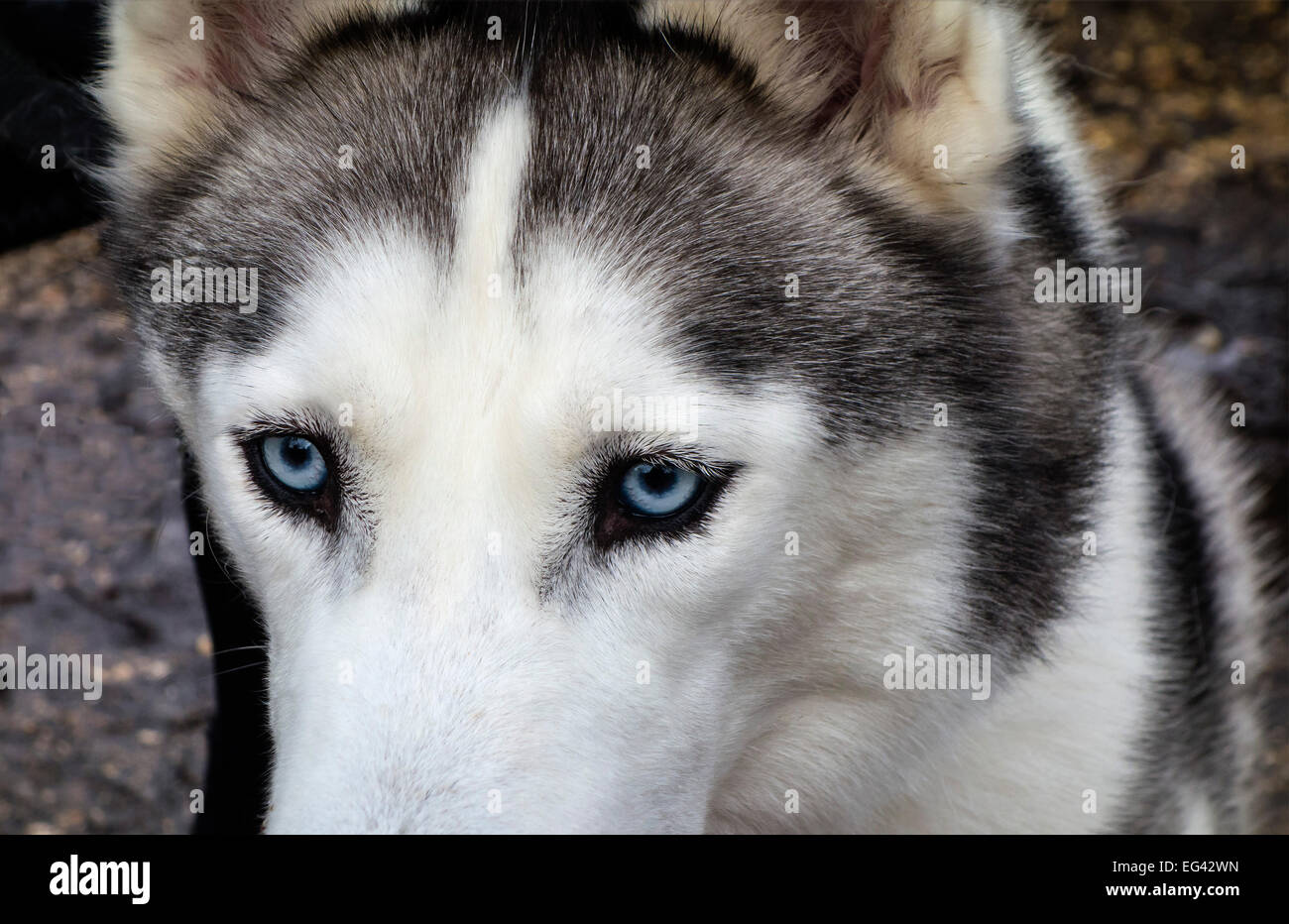 Ritratto di un cane Husky con occhi azzurro pallido, Dorset, Inghilterra, Regno Unito. Foto Stock