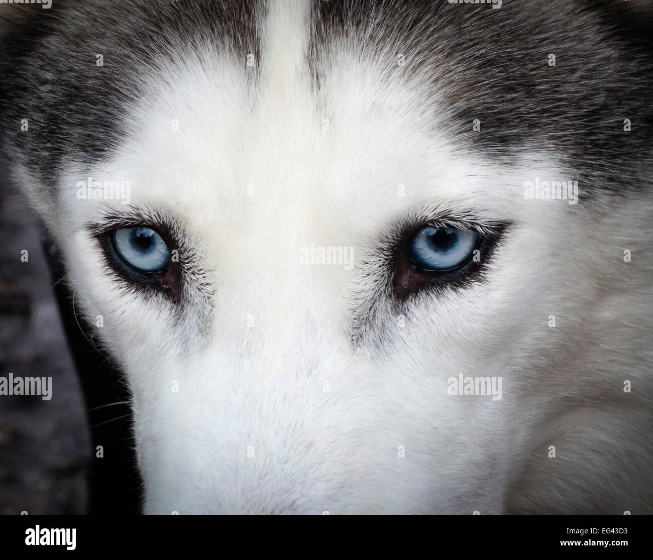 Ritratto di un cane Husky con occhi azzurro pallido, Dorset, Inghilterra, Regno Unito. Foto Stock